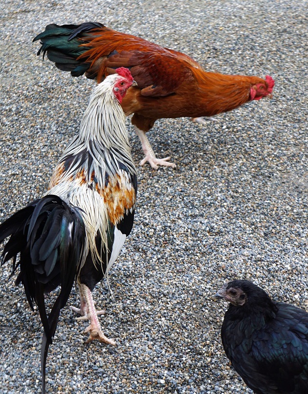 神鶏を境内に放つ石上神宮（いそのかみじんぐう）。カラフルで立派な尾のある鶏などもいる。不思議な秘術が伝わるパワースポットだ。